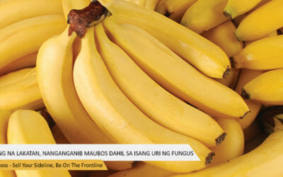 Saging Na Lakatan, Nanganganib Maubos Dahil Sa Isang Uri Ng Fungus