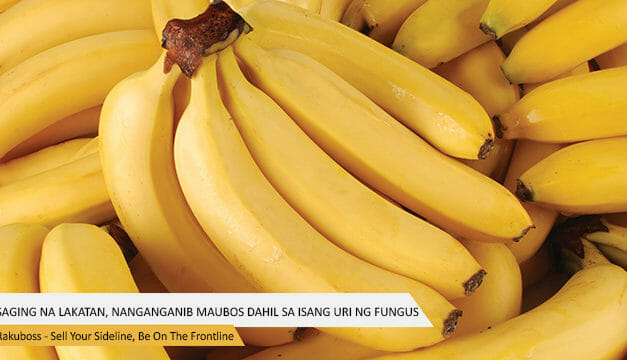 Saging Na Lakatan, Nanganganib Maubos Dahil Sa Isang Uri Ng Fungus